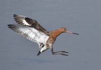 258 - GODWIT IN FLIGHT - COWDREY MIKE - united kingdom <div